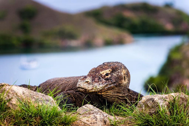 Indonesia[-]dự[-]định[-]đóng[-]cửa[-]đảo[-]Komodo[-]một[-]năm[-]để[-]bảo[-]tồn[-]loài[-]rồng[-]quý
